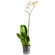 Белая орхидея Фаленопсис в горшке. Израиль